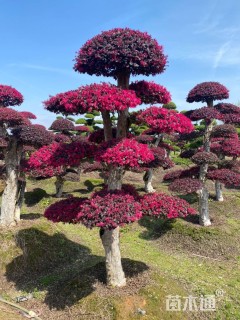 20公分造型红花继木桩