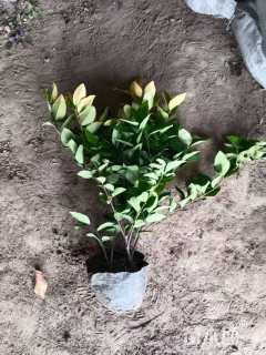 高度45厘米金森女贞小苗