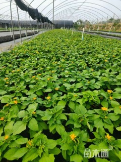 高度20厘米皇帝菊