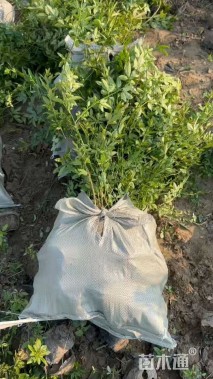 高度30厘米云南黄馨