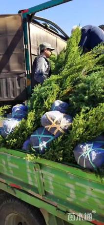 高度300厘米柏树