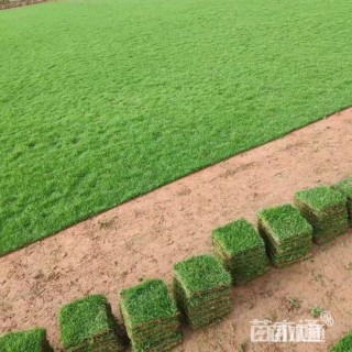黑麦草