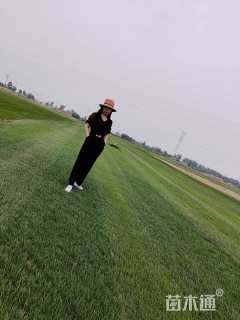 草卷状四季青草坪