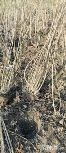 高度180厘米木芙蓉