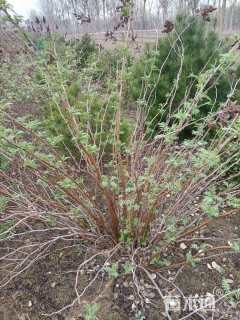 高度180厘米珍珠梅