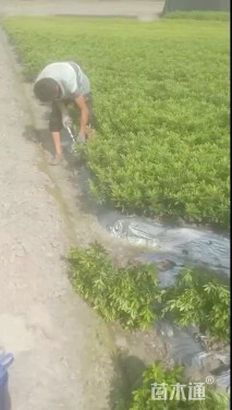 高度25厘米毛鹃