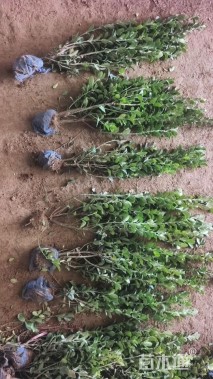 高度30厘米瓜子黄杨