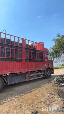 高度30厘米藿香