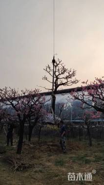 25公分造型红梅