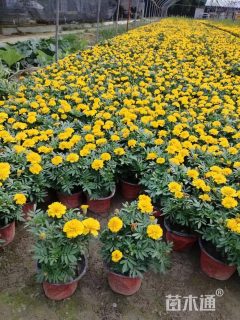 高度12厘米孔雀草