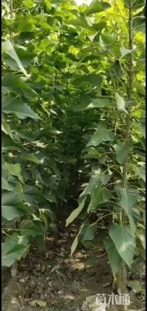 5公分速生楸树