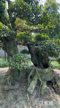 高度200厘米金弹子