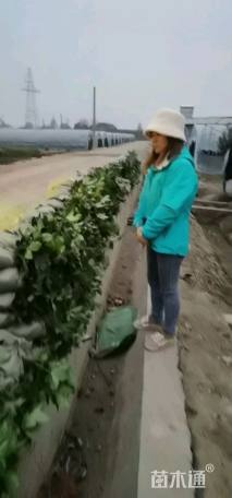 高度40厘米八角金盘小苗