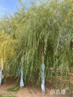 18公分嫁接垂柳