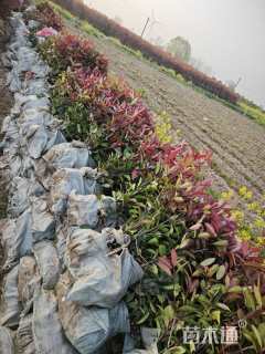 0.5公分红叶石楠