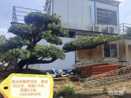 20公分罗汉松