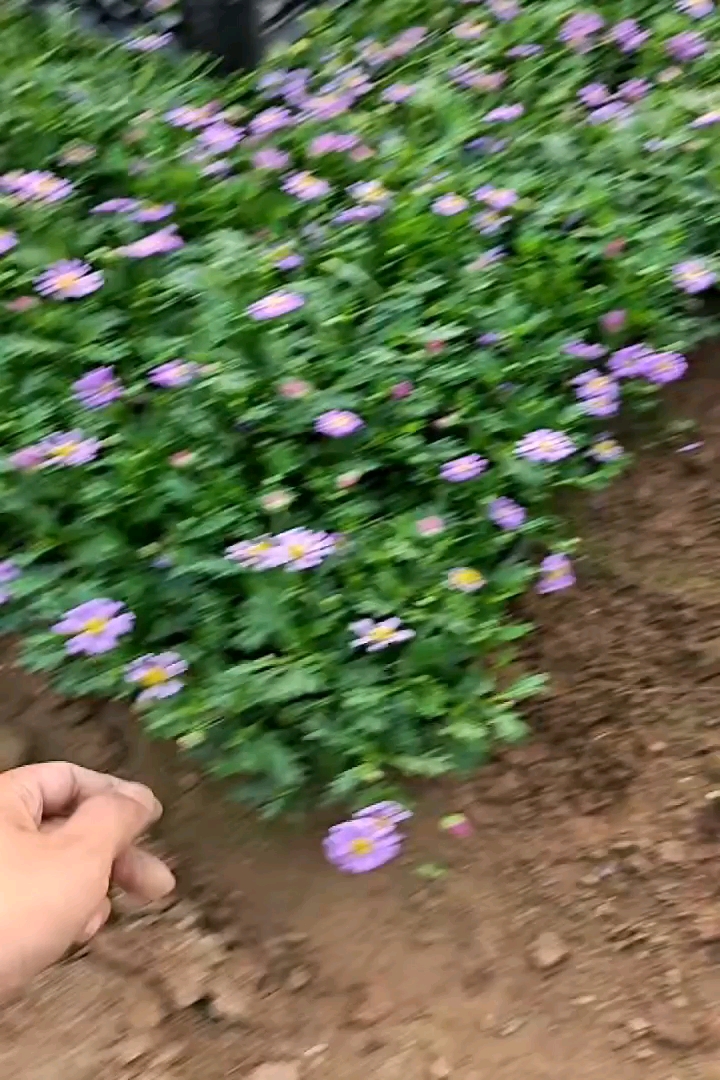 高度20厘米姬小菊
