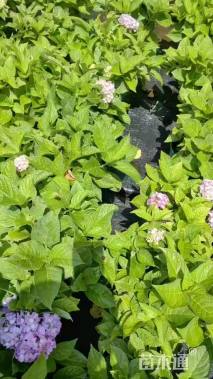 高度20厘米四季海棠