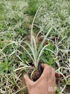 高度20厘米银边麦冬