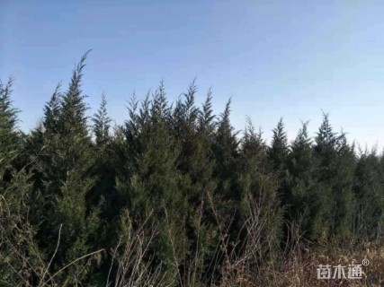高度300厘米蜀桧