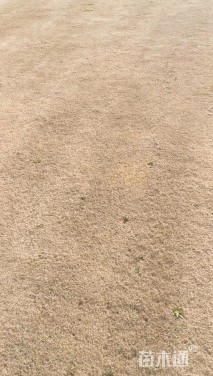 草卷状百慕大草