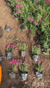 高度30厘米丛生福禄考