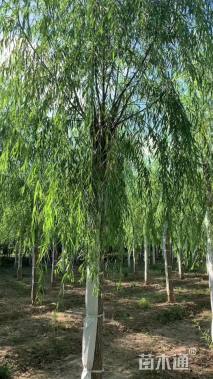 14公分嫁接垂柳