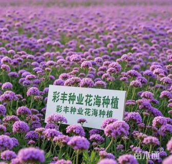 美国柳叶马鞭草种子