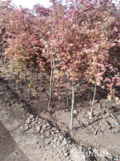 高度50厘米红枫小苗