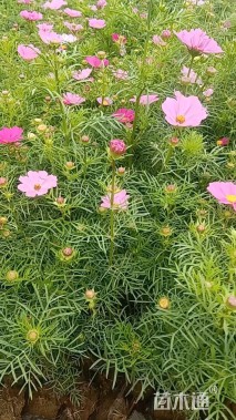 高度15厘米波斯菊