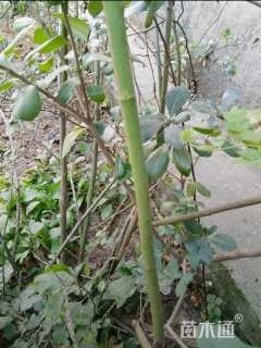 高度30厘米蔷薇