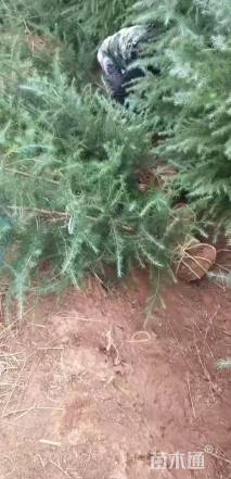 高度50厘米雪松小苗