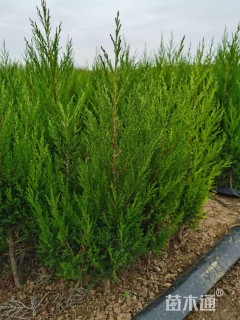 高度60厘米塔柏