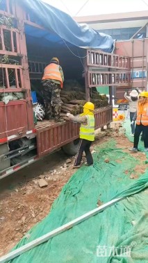 高度30厘米千鸟花