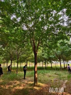 18公分美国白腊