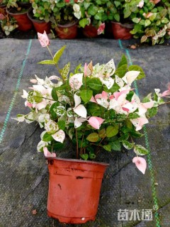 45厘米优质花叶络石