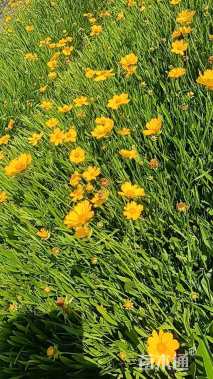 高度20厘米金鸡菊