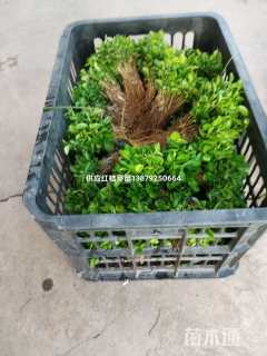 高度8厘米红桔小苗