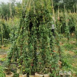 150厘米藤本月季