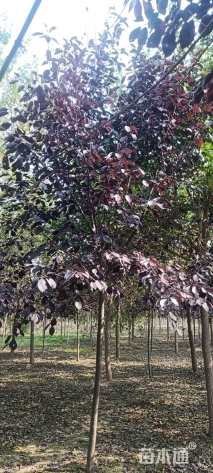 9公分紫叶稠李