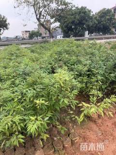 高度100厘米红椎小苗