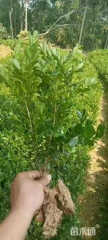 高度15厘米小叶黄杨