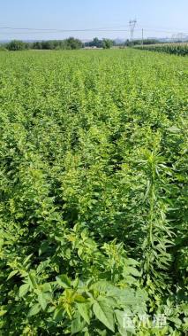 高度100厘米连翘