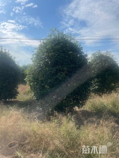 高度330厘米丛生桂花