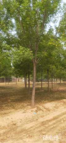 15公分速生白蜡