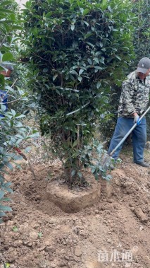 高度220厘米丛生桂花