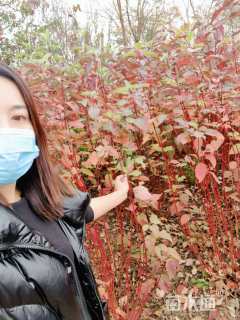 高度120厘米红瑞木