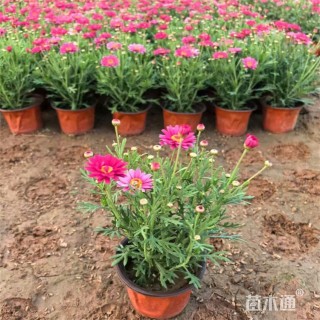 高度30厘米玛格丽特花