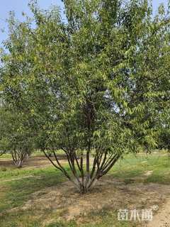 高度400厘米丛生山桃