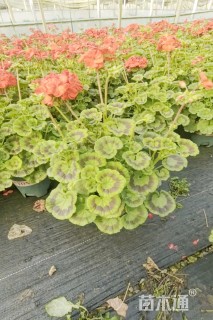 高度30厘米天竺葵